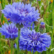 Bachelor's Buttons, Cornflower Seed, Dwarf Blue - Caribbean garden seed