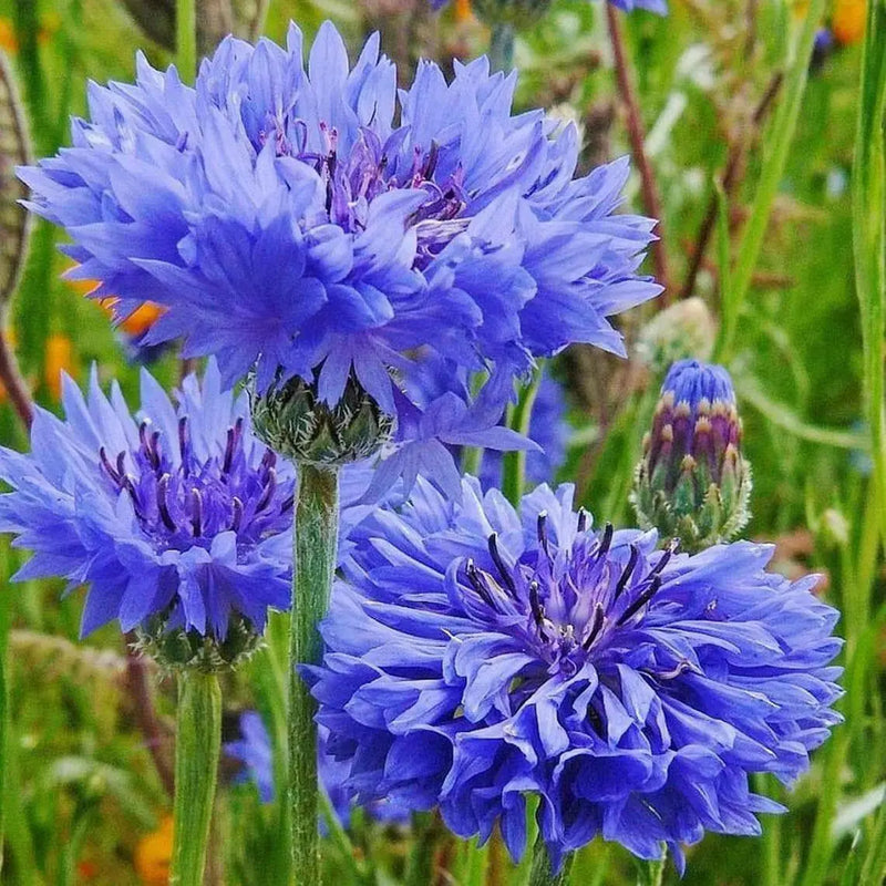 Bachelor's Buttons, Cornflower Seed, Dwarf Blue - Caribbean garden seed