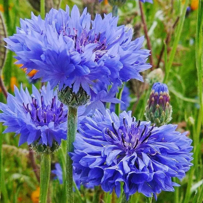 Bachelor's Buttons, Cornflower Seed, Dwarf Blue - Caribbean garden seed