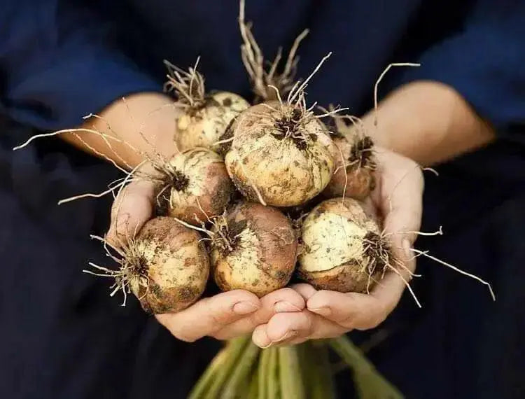 Australian brown onions  Seed,Onion,Allium cepa. - Caribbean garden seed