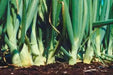 Australian brown onions  Seed,Onion,Allium cepa. - Caribbean garden seed