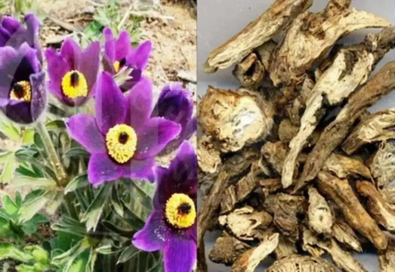 Bai Tou Weng, White-haired Old-man	Pulsatilla chinensis - Anemone chinensis - Caribbean garden seed