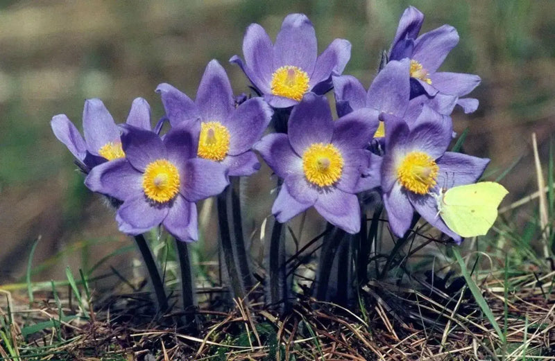 Bai Tou Weng, White-haired Old-man	Pulsatilla chinensis - Anemone chinensis - Caribbean garden seed