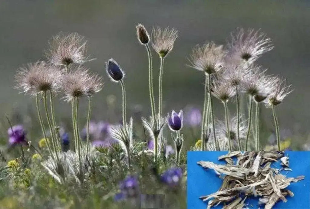 Bai Tou Weng, White-haired Old-man	Pulsatilla chinensis - Anemone chinensis - Caribbean garden seed