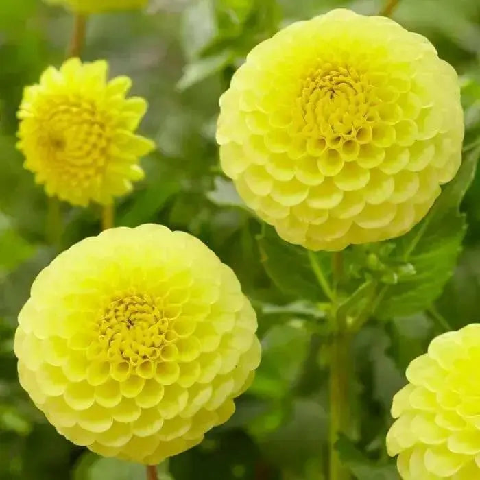 BALL Dahlia GOLDEN TORCH ( Tuber ) PERENNIAL Flowers - Caribbean garden seed