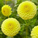 BALL Dahlia GOLDEN TORCH ( Tuber ) PERENNIAL Flowers - Caribbean garden seed
