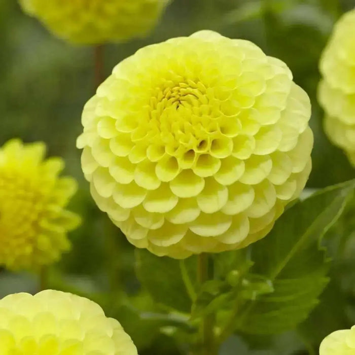 BALL Dahlia GOLDEN TORCH ( Tuber ) PERENNIAL Flowers - Caribbean garden seed