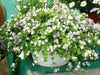 BACOPA FLOWERS SEED, Mix Bacopa  VINE - Caribbean garden seed