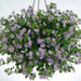 BACOPA FLOWERS SEED, Mix Bacopa  VINE - Caribbean garden seed