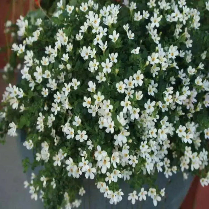 Bacopa Snowtopia FLOWERS Seeds, WHITE ~ Perennial ! - Caribbean garden seed
