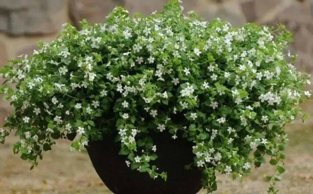 Bacopa Snowtopia FLOWERS Seeds, WHITE ~ Perennial ! - Caribbean garden seed