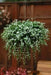 Bacopa Snowtopia FLOWERS Seeds, WHITE ~ Perennial ! - Caribbean garden seed