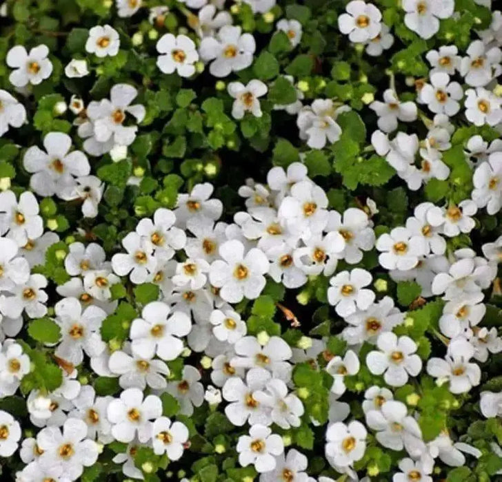 Bacopa Snowtopia FLOWERS Seeds, WHITE ~ Perennial ! - Caribbean garden seed