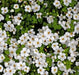 Bacopa Snowtopia FLOWERS Seeds, WHITE ~ Perennial ! - Caribbean garden seed
