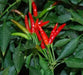 Bahamian Chili Pepper Seeds (Capsicum Annuum) From Bahama. - Caribbean garden seed