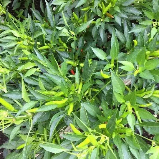 Bahamian Chili Pepper Seeds (Capsicum Annuum) From Bahama. - Caribbean garden seed