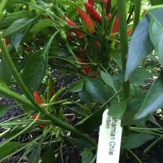Bahamian Chili Pepper Seeds (Capsicum Annuum) From Bahama. - Caribbean garden seed