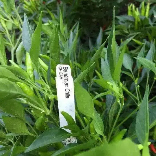 Bahamian Chili Pepper Seeds (Capsicum Annuum) From Bahama. - Caribbean garden seed