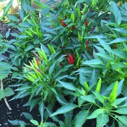Bahamian Chili Pepper Seeds (Capsicum Annuum) From Bahama. - Caribbean garden seed