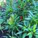 Bahamian Chili Pepper Seeds (Capsicum Annuum) From Bahama. - Caribbean garden seed
