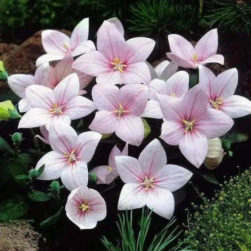 Balloon Flower Seeds -FUJI PINK- Platycodon Grandiflorus, asian vegetable - Caribbean garden seed