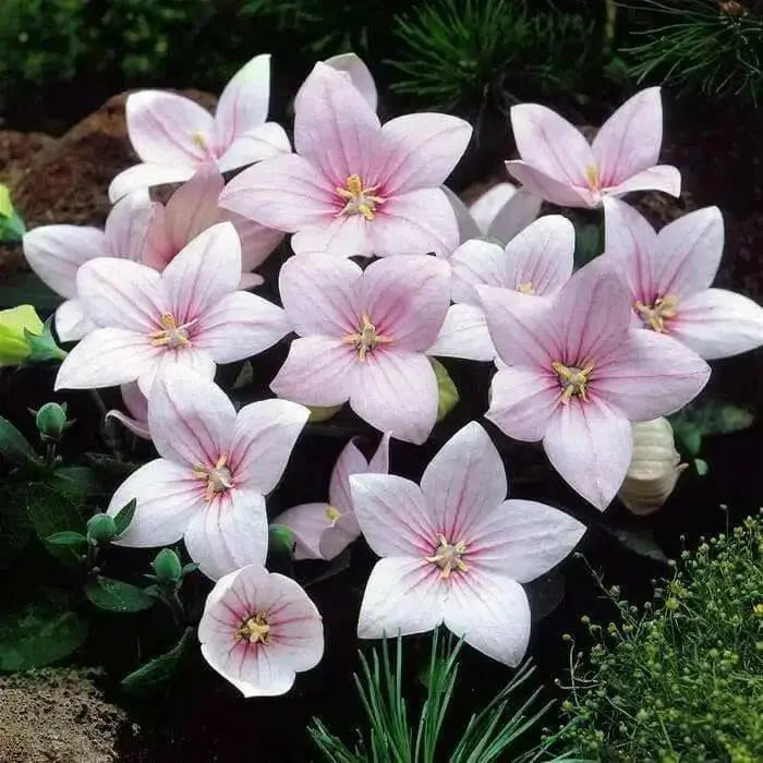 Balloon Flower Seeds -FUJI PINK- Platycodon Grandiflorus, asian vegetable - Caribbean garden seed