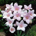 Balloon Flower Seeds -FUJI PINK- Platycodon Grandiflorus, asian vegetable - Caribbean garden seed