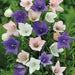 Balloon Flower Mix (3 roots)- Beautiful Bell Flower - Medicinal/culinary herb - Caribbean garden seed