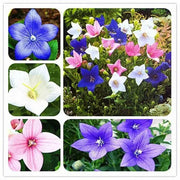 Balloon Flower Mix (3 roots)- Beautiful Bell Flower - Medicinal/culinary herb - Caribbean garden seed