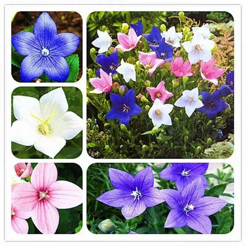 Balloon Flower Mix (3 roots)- Beautiful Bell Flower - Medicinal/culinary herb - Caribbean garden seed