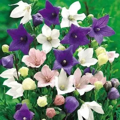 Balloon Flower Mix (3 roots)- Beautiful Bell Flower - Medicinal/culinary herb - Caribbean garden seed