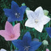 Balloon Flower Mix (3 roots)- Beautiful Bell Flower - Medicinal/culinary herb - Caribbean garden seed