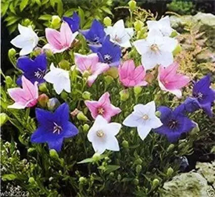 Balloon Flower Mix (3 roots)- Beautiful Bell Flower - Medicinal/culinary herb - Caribbean garden seed