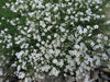 Baby’s Breath, Annual (Gypsophila elegans) Flowers Seed - Caribbean garden seed