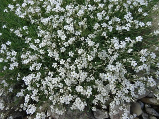 Baby’s Breath, Annual (Gypsophila elegans) Flowers Seed - Caribbean garden seed