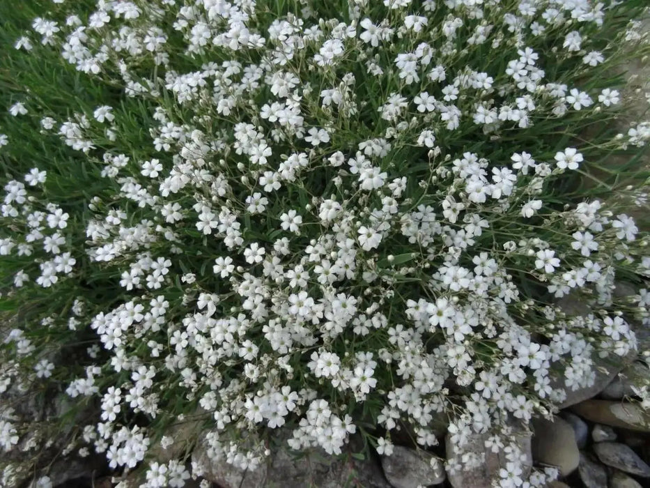 Baby’s Breath, Annual (Gypsophila elegans) Flowers Seed - Caribbean garden seed
