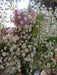 Baby’s Breath, Annual (Gypsophila elegans) Flowers Seed - Caribbean garden seed