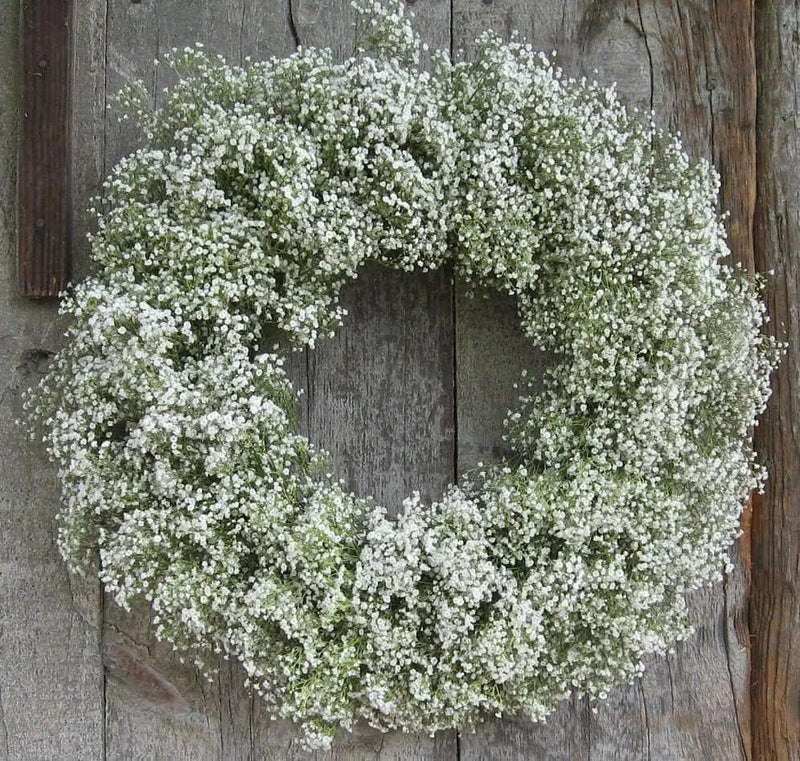 Baby’s Breath, Annual (Gypsophila elegans) Flowers Seed - Caribbean garden seed