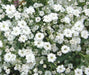 Baby’s Breath, Annual (Gypsophila elegans) Flowers Seed - Caribbean garden seed