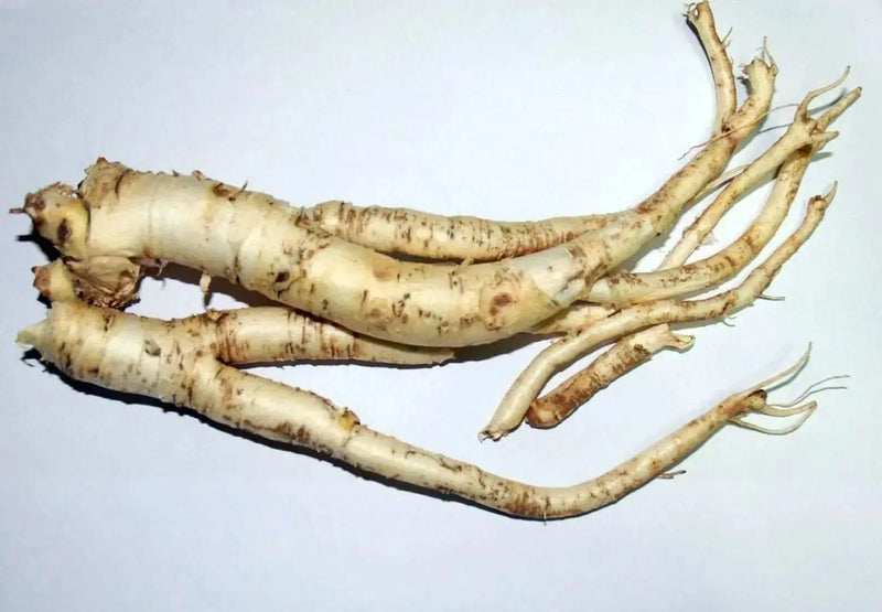 Balloon Flowers, ginseng ,Bell Flower,Grown in China, Korea, Japan, asian Vegetables - Caribbean garden seed