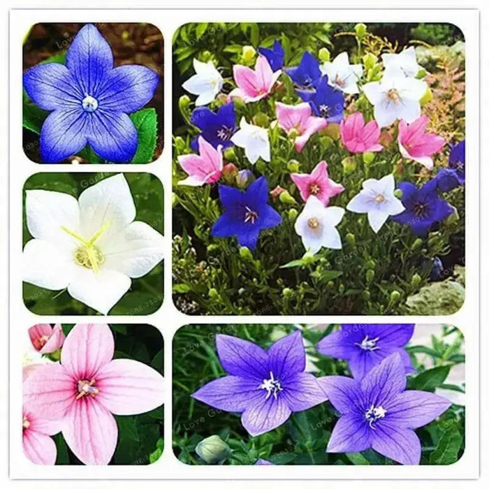 Balloon Flowers, ginseng ,Bell Flower,Grown in China, Korea, Japan, asian Vegetables - Caribbean garden seed