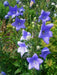 Balloon Flowers, ginseng ,Bell Flower,Grown in China, Korea, Japan, asian Vegetables - Caribbean garden seed