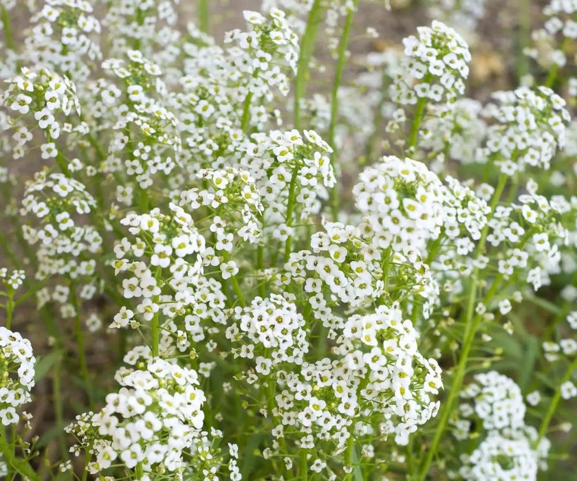 Baby’s Breath, Annual (Gypsophila elegans) Flowers Seed - Caribbean garden seed