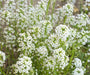 Baby’s Breath, Annual (Gypsophila elegans) Flowers Seed - Caribbean garden seed