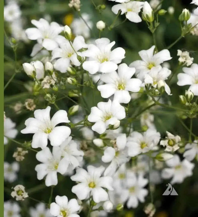 Baby’s Breath, Annual (Gypsophila elegans) Flowers Seed - Caribbean garden seed
