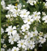 Baby’s Breath, Annual (Gypsophila elegans) Flowers Seed - Caribbean garden seed