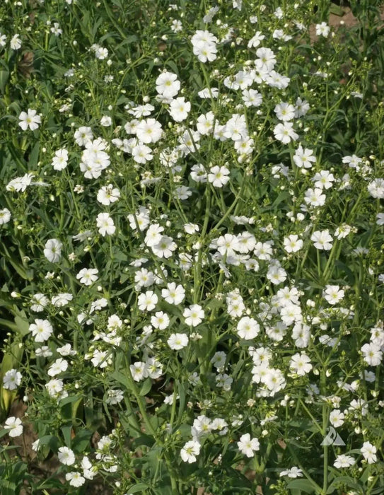 Baby’s Breath, Annual (Gypsophila elegans) Flowers Seed - Caribbean garden seed