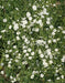 Baby’s Breath, Annual (Gypsophila elegans) Flowers Seed - Caribbean garden seed