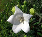 Balloon Flower Seeds - WHITE, Platycodon Grandiflorus, asian Vegetable - Caribbean garden seed