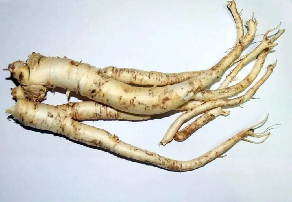 Balloon Flower Seeds - WHITE, Platycodon Grandiflorus, asian Vegetable - Caribbean garden seed